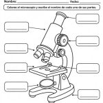 Fichas del miscroscopio para colorear