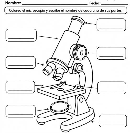 Fichas del miscroscopio para colorear